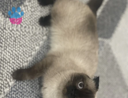 Dişi scotish kedimize British eş arıyoruz.