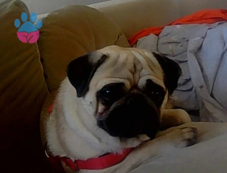 PUG 1.5 YASINDA ERKEK ALİAĞA