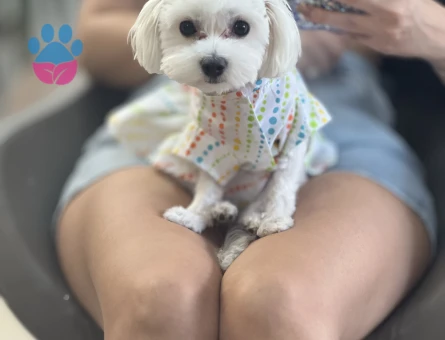 0 Numara Maltese Eş