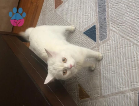 British shorthair kedim için eş arıyorum