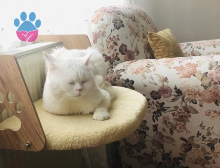 British shorthair kedim için eş arıyorum