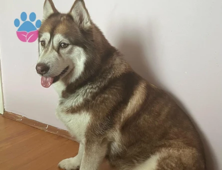Husky kızımıza yetenekli erkek aranıyor 😻