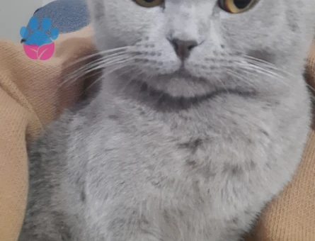 Bulut oğlumuza eş arıyoruz