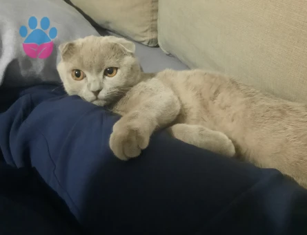 Bulut oğlumuza eş arıyoruz