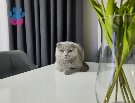 Bulut oğlumuza eş arıyoruz