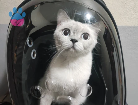 British Shorthair 1 Yaşında Eş Arıyor