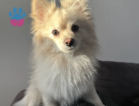 Pomerian Spitz 2 Yaşında Eş Arıyor