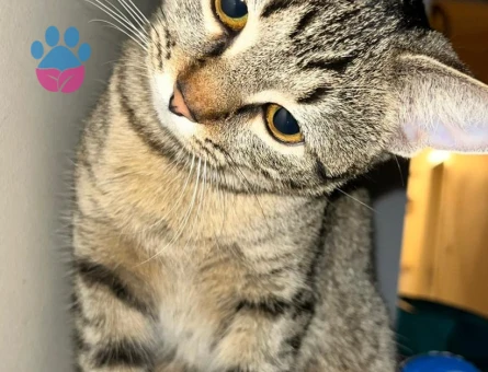 Tekir Dişi Kedimize Scottish Bir Eş Ariyoruz