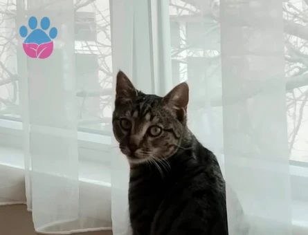 Erkek Tekir 9 Aylık Eş Arıyor