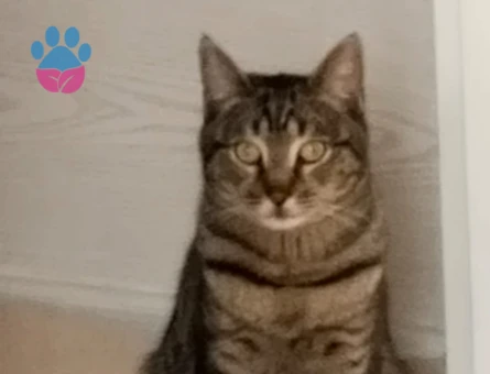 Erkek Tekir 9 Aylık Eş Arıyor