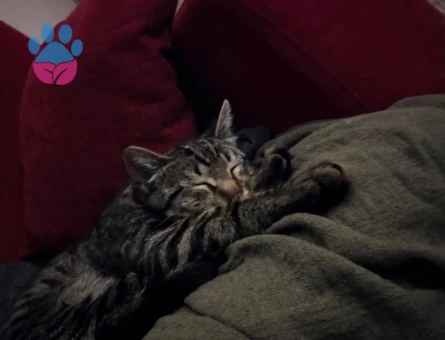 Erkek Tekir 9 Aylık Eş Arıyor