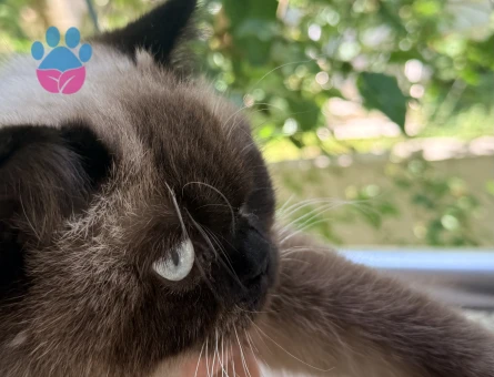 British blue point Kızıma Eş Arıyorum