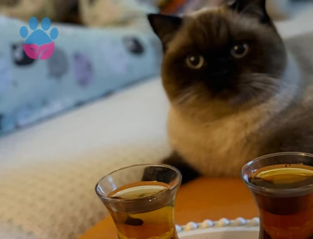 British blue point Kızıma Eş Arıyorum