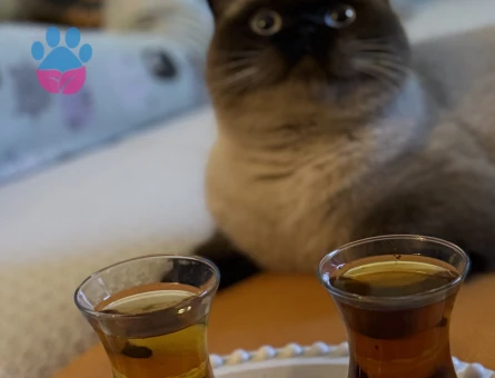 British blue point Kızıma Eş Arıyorum