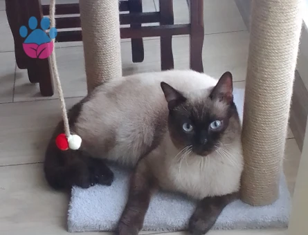 1,5 yaşında simsim kedim eş arıyor