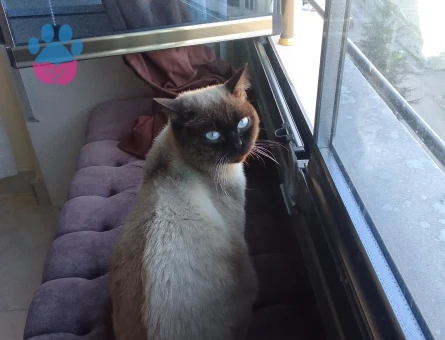 1,5 yaşında simsim kedim eş arıyor