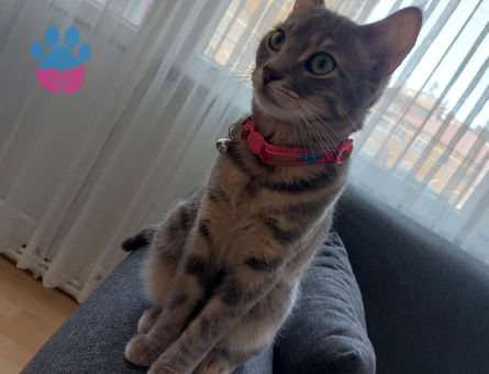 6 Aylık Tekir Kedim Eş Arıyor