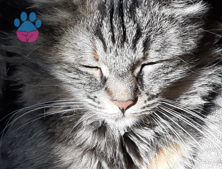 Norveç Orman Kedisi Çilek Eş Arıyor