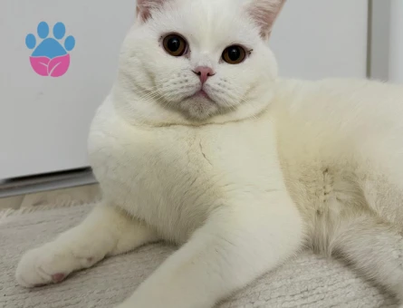 british shorthair oğluma prenses arıyorum