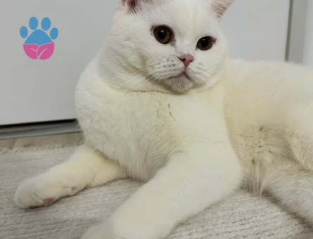 british shorthair oğluma prenses arıyorum