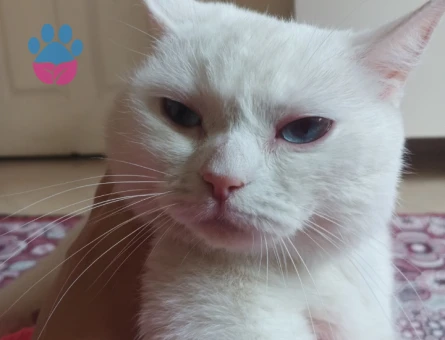 Aşıları kontrolleri tam eş arıyoruz