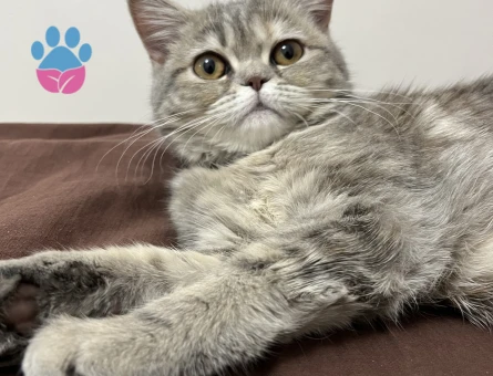 10 aylık kızıma eş arıyoruz