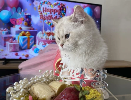 Kızım için aynı cins damat arıyoruz