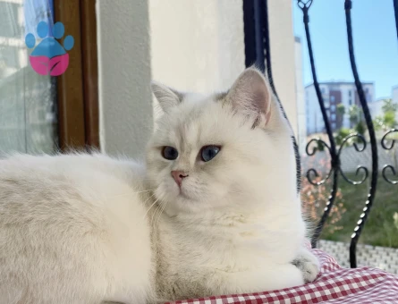 Kızım için aynı cins damat arıyoruz