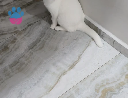 1 yaşındaki oğlumuza ikinci çiftleşme için eş arıyoruz