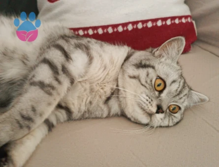 Simba Oğlumuza Müstakbel bir Eş