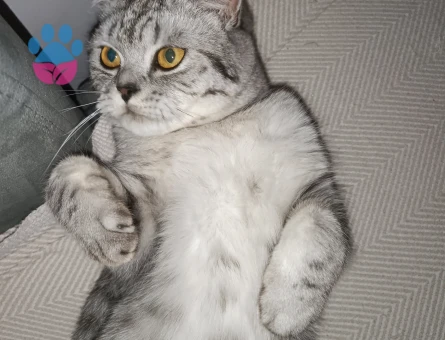 Simba Oğlumuza Müstakbel bir Eş