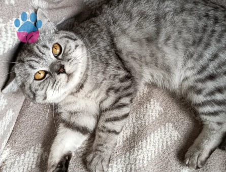 Simba Oğlumuza Müstakbel bir Eş