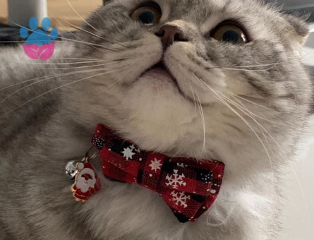 Scottish fold oğluma tecrübeli erkek eşlestirme