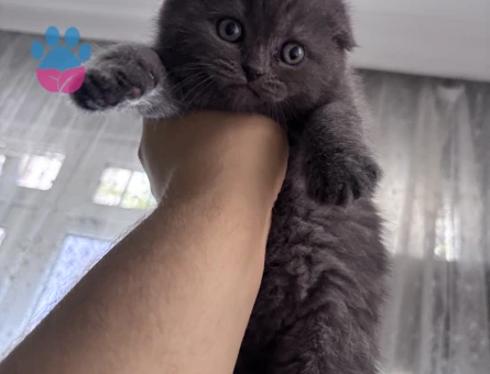 Scottish Fold Dişi Kedim Eş Arıyor