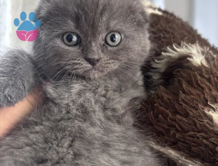 Scottish Fold Dişi Kedim Eş Arıyor