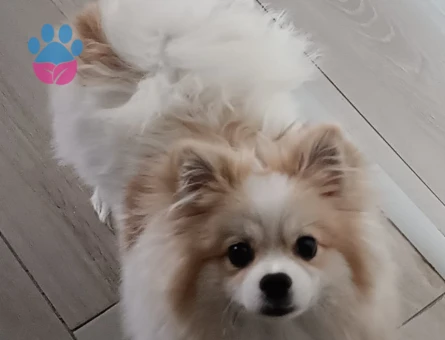 Poomeranian Boo 1 Yaşında Köpeğim Eş Arıyor