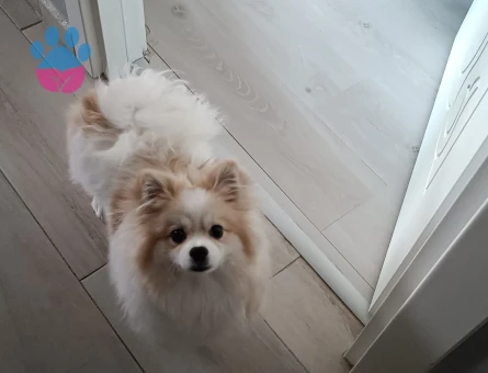 Poomeranian Boo 1 Yaşında Köpeğim Eş Arıyor
