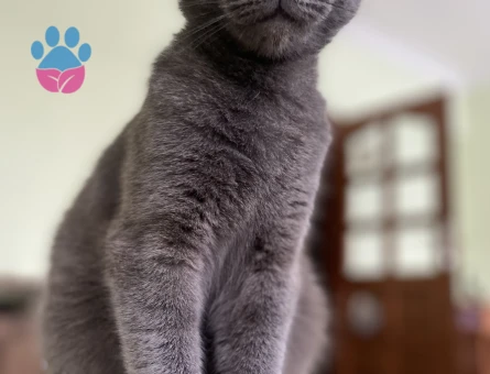 2 Yaşında Scottish Kedime Eş Arıyorum