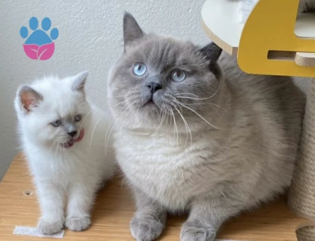 Tecrübeli British Shorthair Oğlumuza Eş Arıyoruz