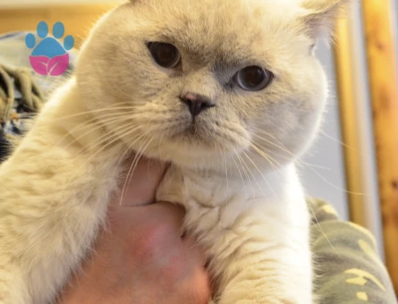 Tecrübeli British Shorthair Oğlumuza Eş Arıyoruz