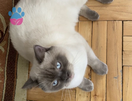 British Oğlumuza Kız Arıyoruz