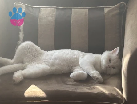 Erkek British Longhair Eş İlanı 1 Yaşında