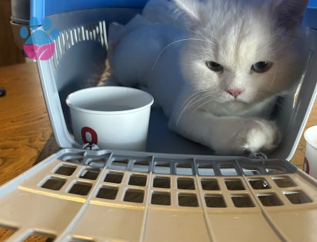 Erkek British Longhair Eş İlanı 1 Yaşında