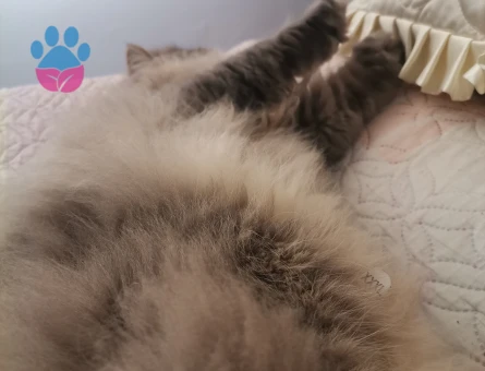 Oğlun için eş arıyorum Kocaeli gölcük