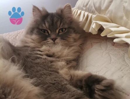 Oğlun için eş arıyorum Kocaeli gölcük