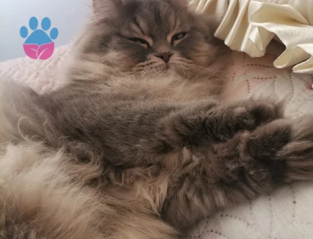 Oğlun için eş arıyorum Kocaeli gölcük