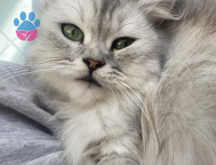 British longhair 1 Yaşında Eş Arıyor - 118984152