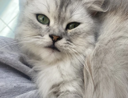 British longhair 1 Yaşında Eş Arıyor - 118984152