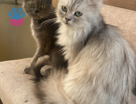 British longhair 1 Yaşında Eş Arıyor