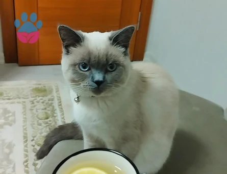 British Shorthair 1 Yaşında Eş Arıyor - 118984154